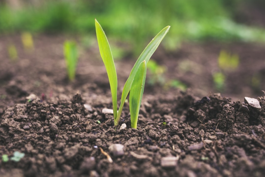 Sinergia verde: zeolitas y Vicia faba en acción para descontaminar suelos