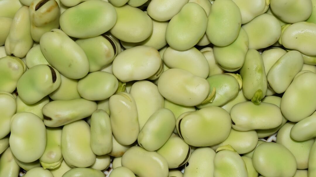 Vicia faba